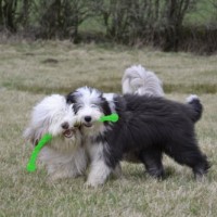 Hunter-61101-Hundespielzeug-von-Kong-Safestix-S-30-cm-0-0