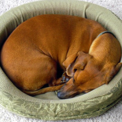 Hundebetten & Kissen