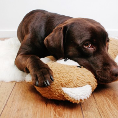 Hundespielzeug
