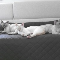 LEO-Hundebett-Couch-L-85-x-100cm-BRAUN-Sesselschutz-Sofaschutz-COUCHPROTECT-0-2