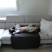 LEO-Hundebett-Couch-L-85-x-100cm-ROT-Sesselschutz-Sofaschutz-COUCHPROTECT-0-4