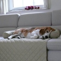 LEO-Hundebett-Couch-L-85-x-100cm-ROT-Sesselschutz-Sofaschutz-COUCHPROTECT-0-7