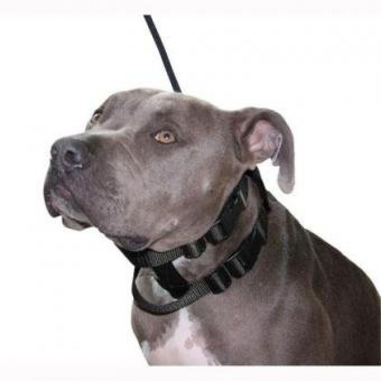Original Illusion Collar Trainingshalsband & Leine des amerikanischen Hundeflüsterer Cesar