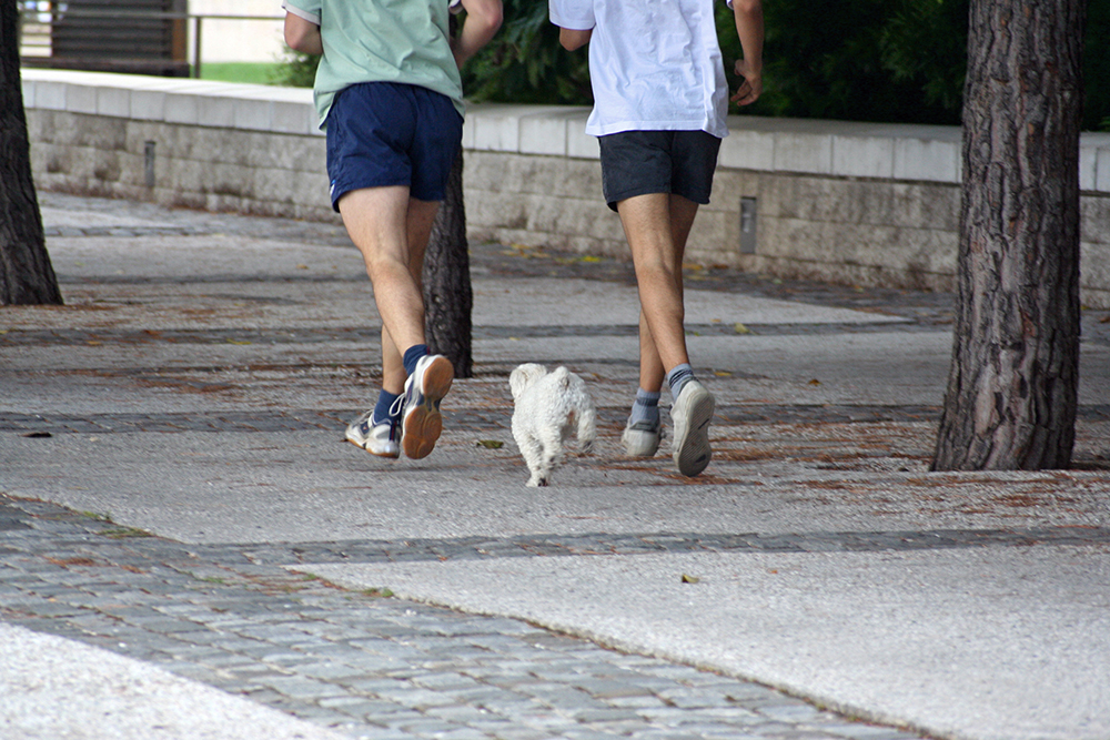 Fitness für dich und deinen Hund