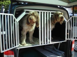 Transportbox Hund - Hier mit zwei Hunden im Auto