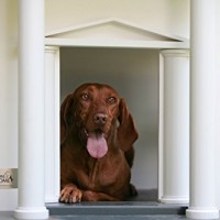 ALABAMA-Hundehaus-Sdstaatenflair-zwei-Gren-Einzelanfertigung-Best-friends-HOME-Promex-GreGre-XL-0-0