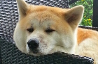 Hachiko: Eine rührende Geschichte zum wohl treuesten Hund der Welt