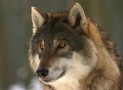 Wölfe im Rudel friedlicher als Hunde